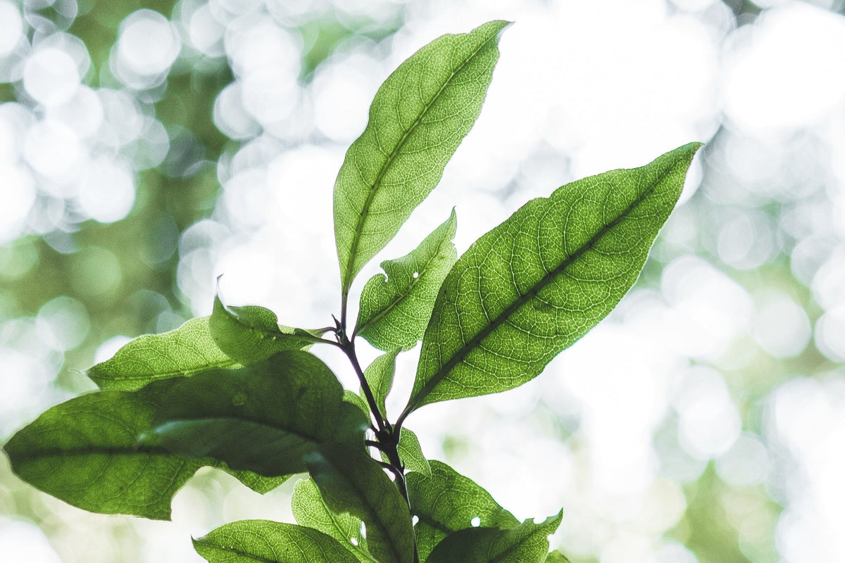 CtoMi wellness products use natural ingredients