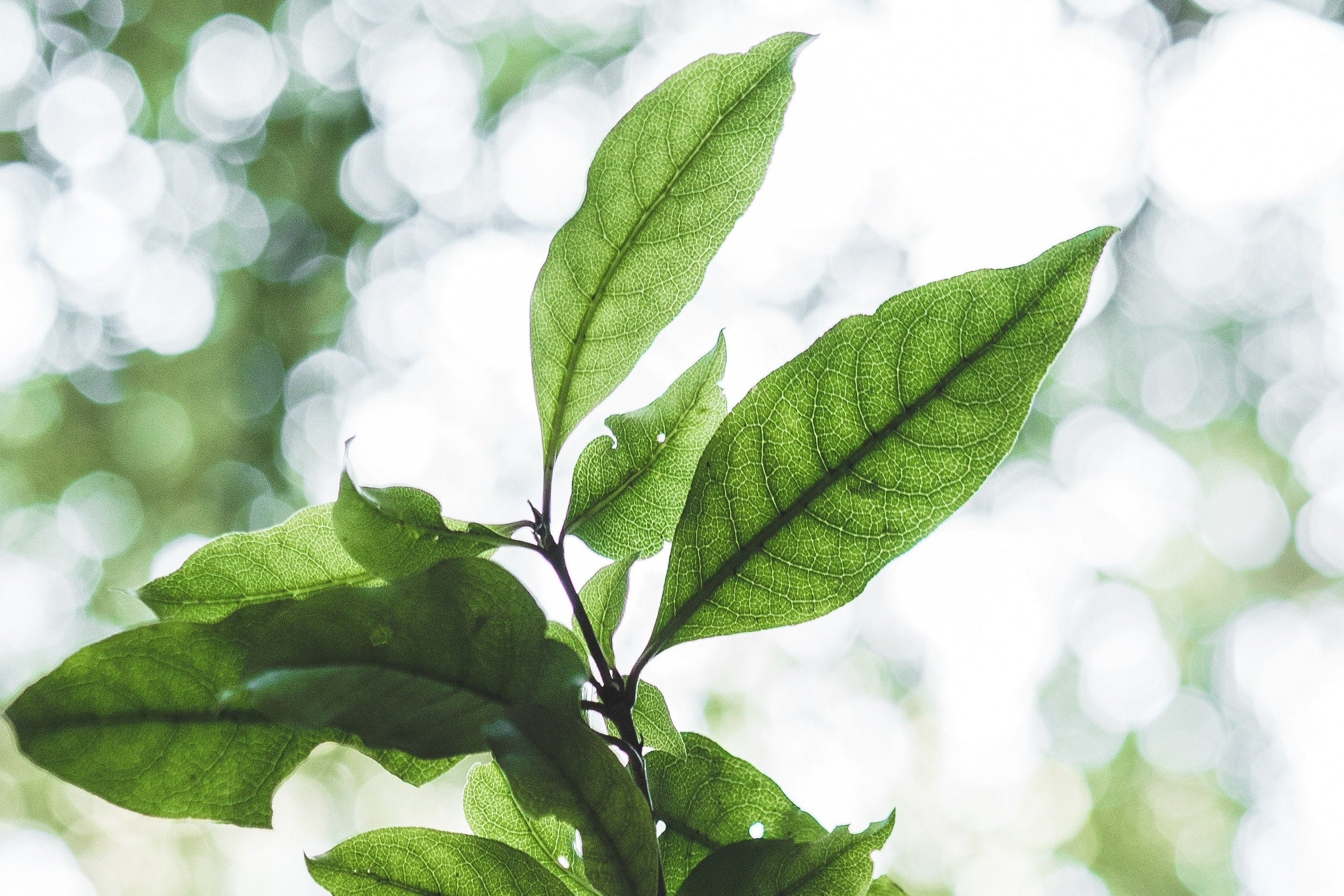 CtoMi wellness products use natural ingredients